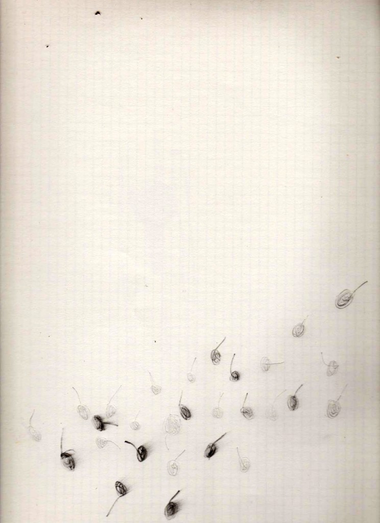 feuilles au vol, 20 x 30 cm, 2012.